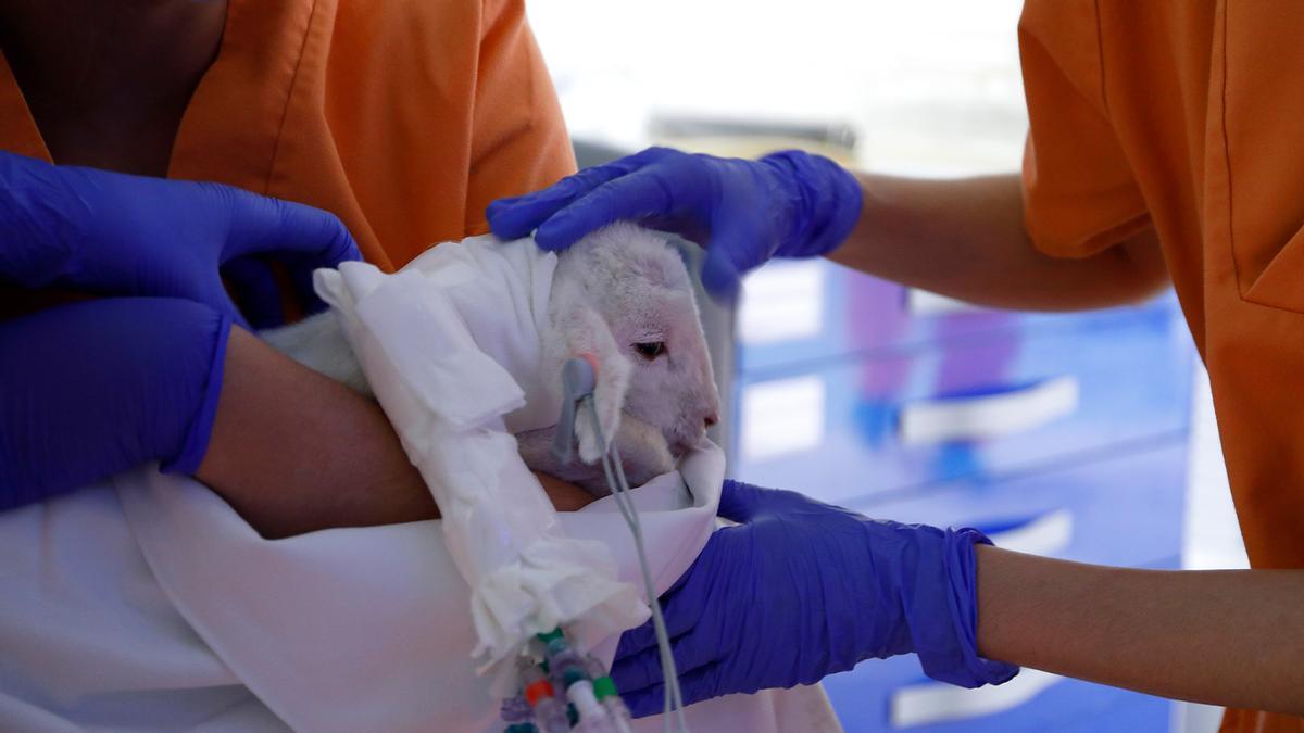 Neonato de modelo ovino tras su paso por el sistema de incubadora lquida.