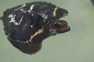 Las tortugas del Acuario de Gijón pegan el estirón