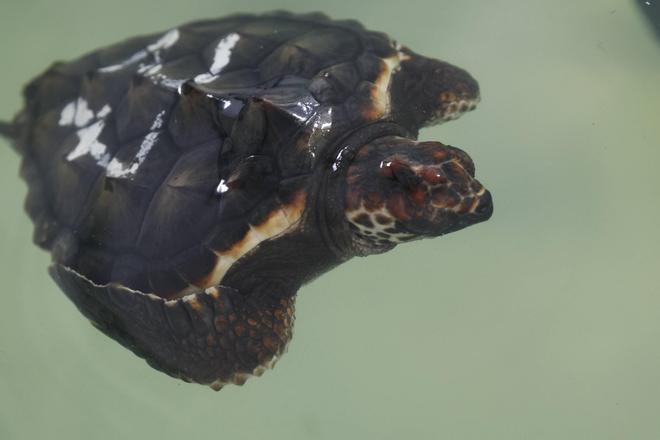 Las tortugas del Acuario de Gijón pegan el estirón