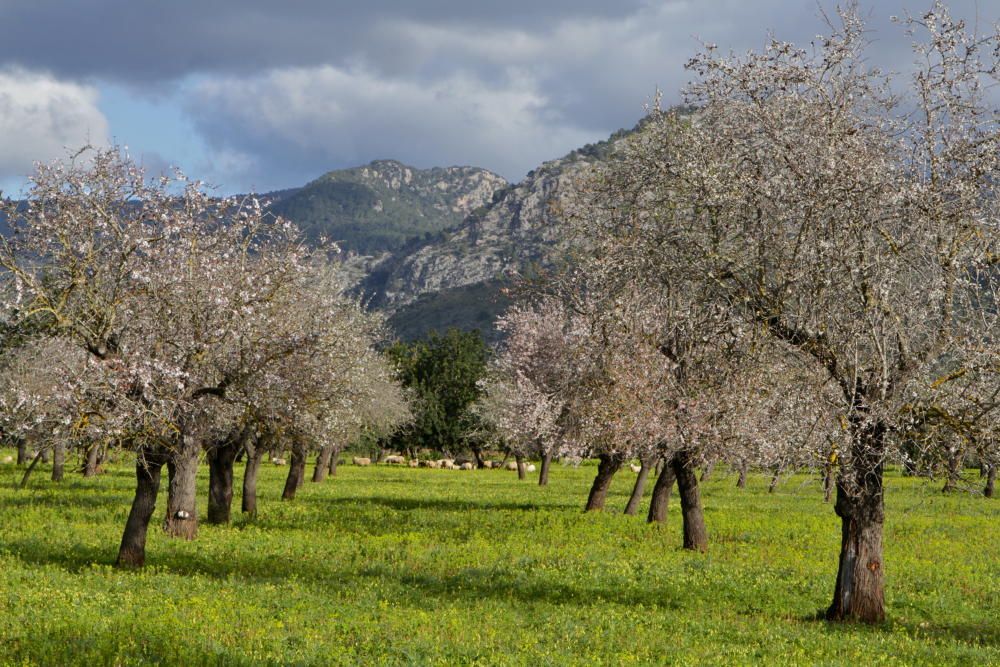 So schön blühen die Mandelbäume auf Mallorca