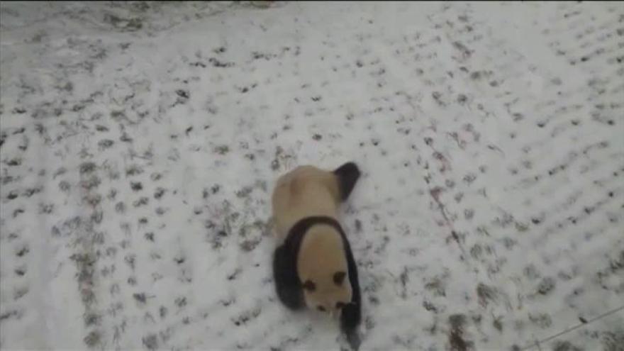 Una hembra de panda disfruta de la nieve en el Noreste de China