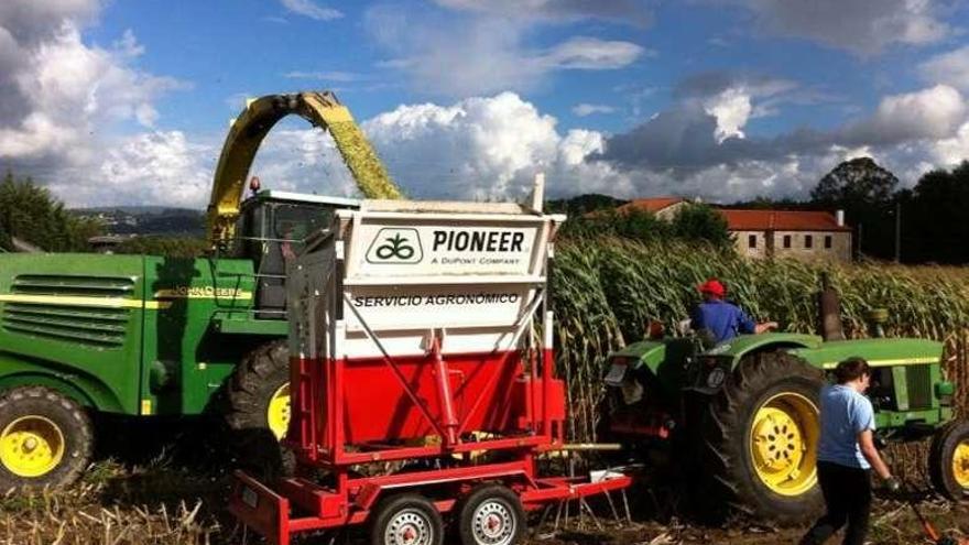 Un tractor realiza tareas de ensilado de maíz en una finca.