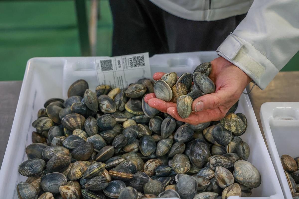 Una caja de almeja en la lonja de Vilaxoán, ayer.