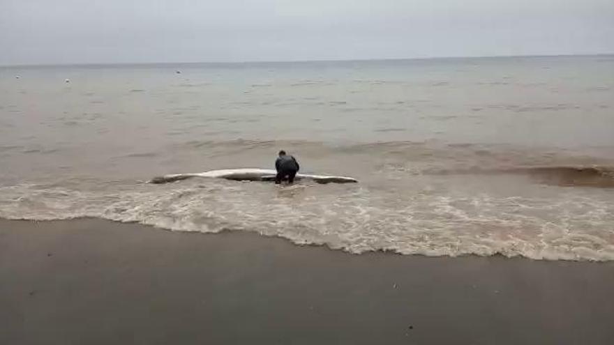 Hallan una cría de ballena de unos 5 metros cerca de una playa de Málaga