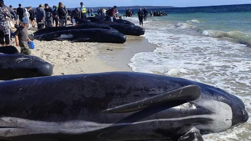 Vídeo | Agónico rescate de 160 ballenas atrapadas en la orilla en Australia