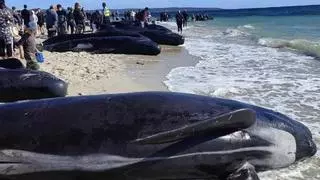 Vídeo | Agónico rescate de 160 ballenas atrapadas en la orilla en Australia