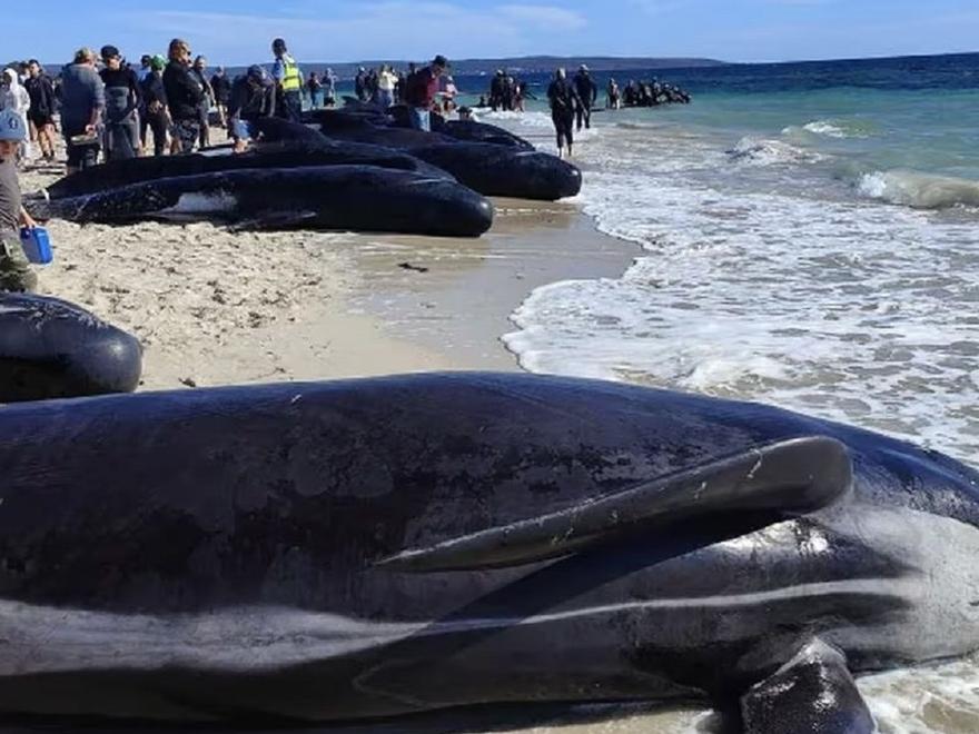 VÍDEO: Agónico rescate de 160 ballenas atrapadas en la orilla en Australia