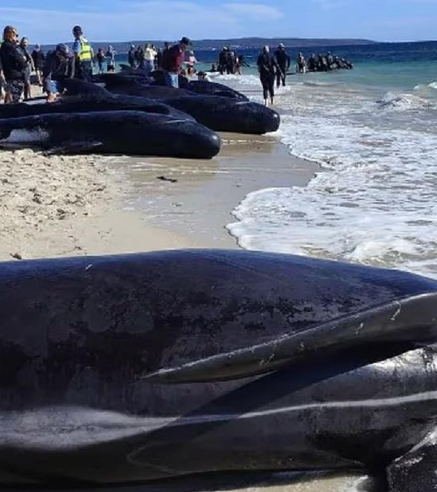 VÍDEO: Agónico rescate de 160 ballenas atrapadas en la orilla en Australia