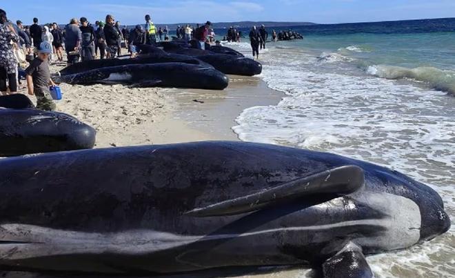 Algunas de las ballenas varadas en Australia