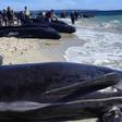 Algunas de las ballenas varadas en Australia