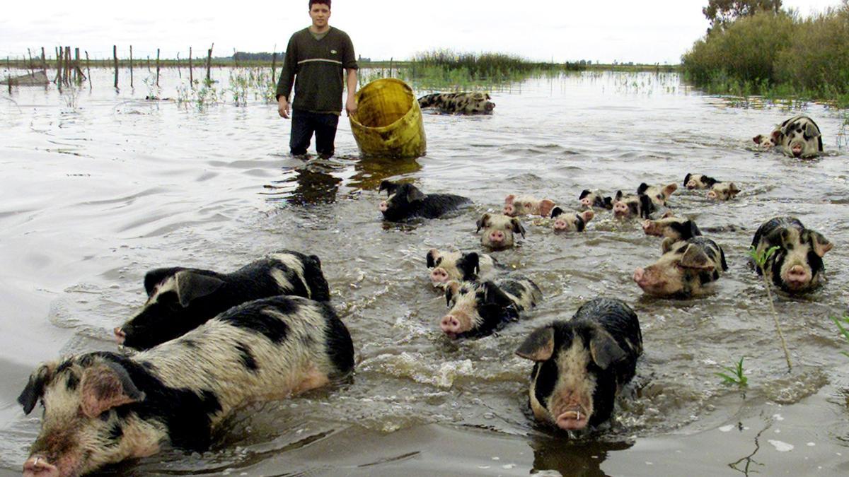 Argentine farmer Julio Turrado herds his surviving pigs through floodwaters to higher ground after around 150 of them drowned in one of the worst floods in the history of Buenos Aires province, in the village of Patricios 250 kilometers west of Buenos Aires, October 19, 2001. An estimated 3.5 million hectares of prime farmland were declared a national disaster zone as floods brought by heavy rainfall are expected to cause more than $300 million in losses. REUTERS/Rickey Rogers