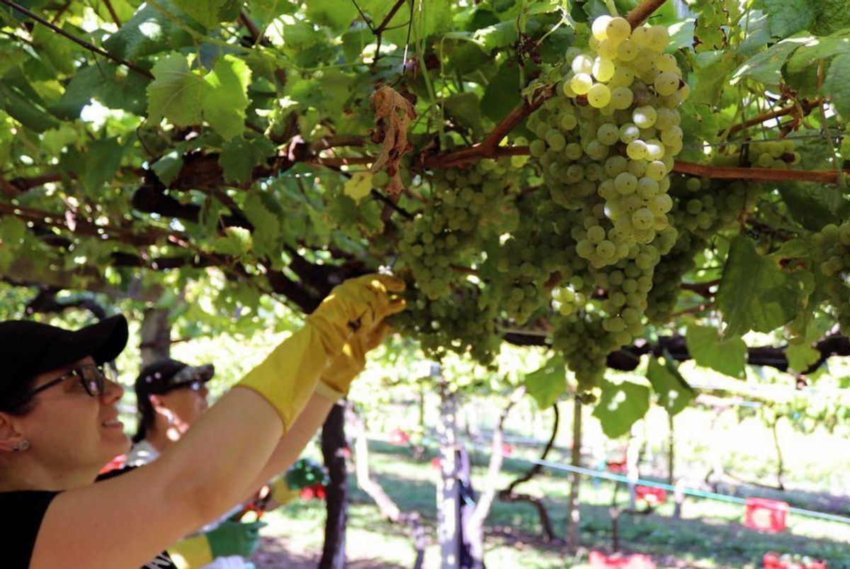 Bodegas de la comarca integradas en la Ruta do Viño abren sus puertas durante la vendimia