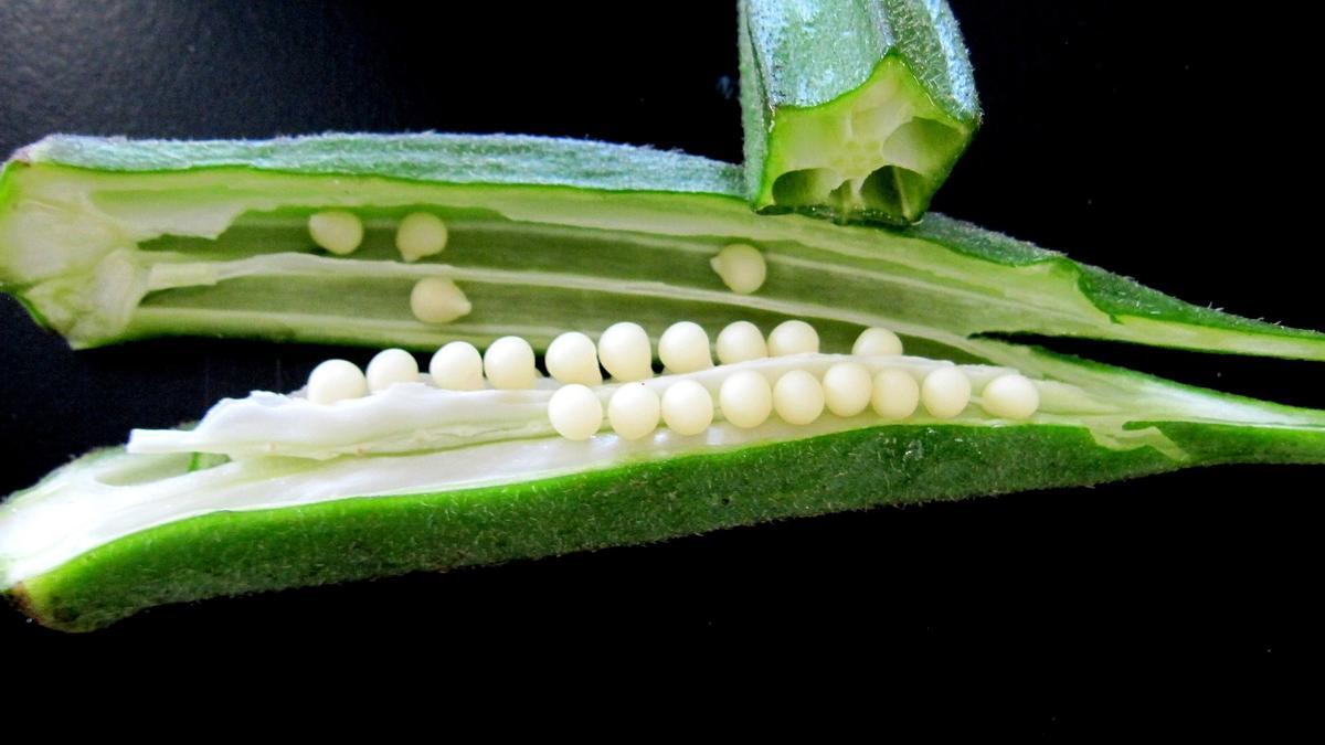 La okra es un vegetal rico en fibra y vitaminas.
