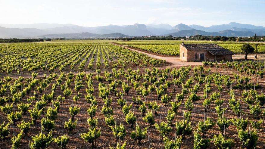 Erkunden Sie die fabelhafte Welt der Weine von Mallorca mit der MZ