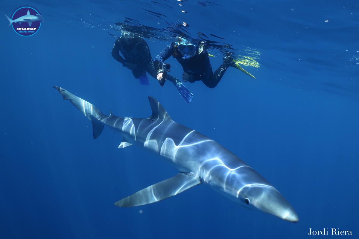 Submarinistes observant una tintorera en una de les sortides de Sotamar