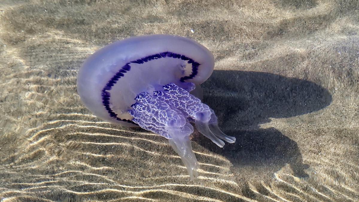 Medusa aguamala.