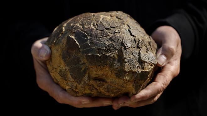 Alain Cabot encuentra en Francia, 100 huevos de dinosaurio de 72 millones de años de antigüedad