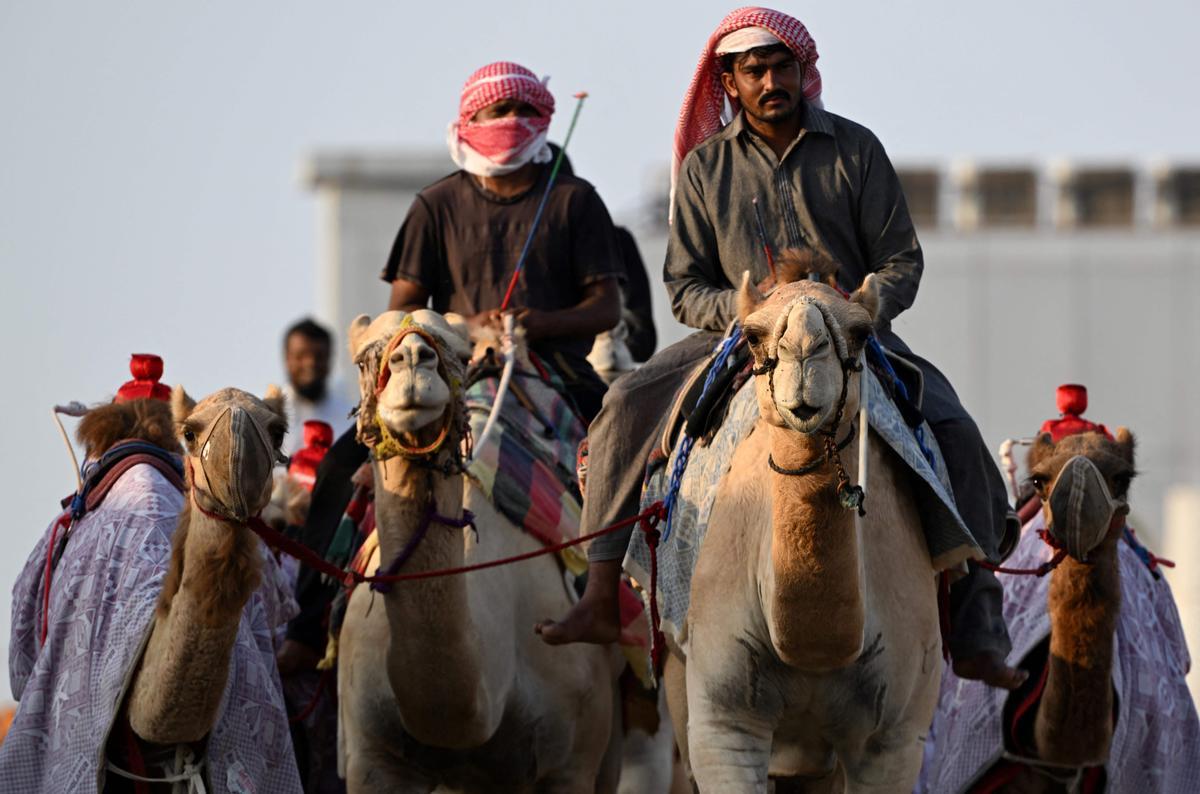 Carrera de camellos con jinetes-robot en Al Sheehaniya (Doha).