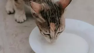 ¿Es recomendable que mi gato beba leche?