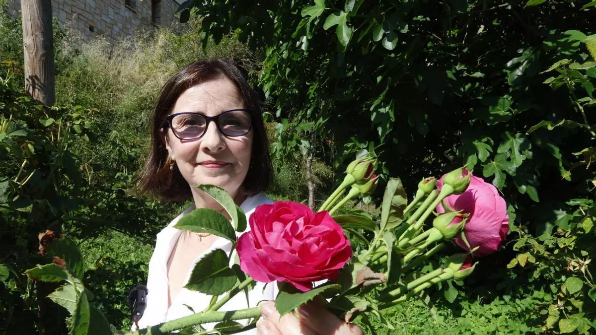 La "rosa Narcea" logra su cosecha más abundante, con 300 kilos, y está lista para convertirse en perfume: "Las grandes empresas del sector nos dicen que les encanta, que tiene futuro"