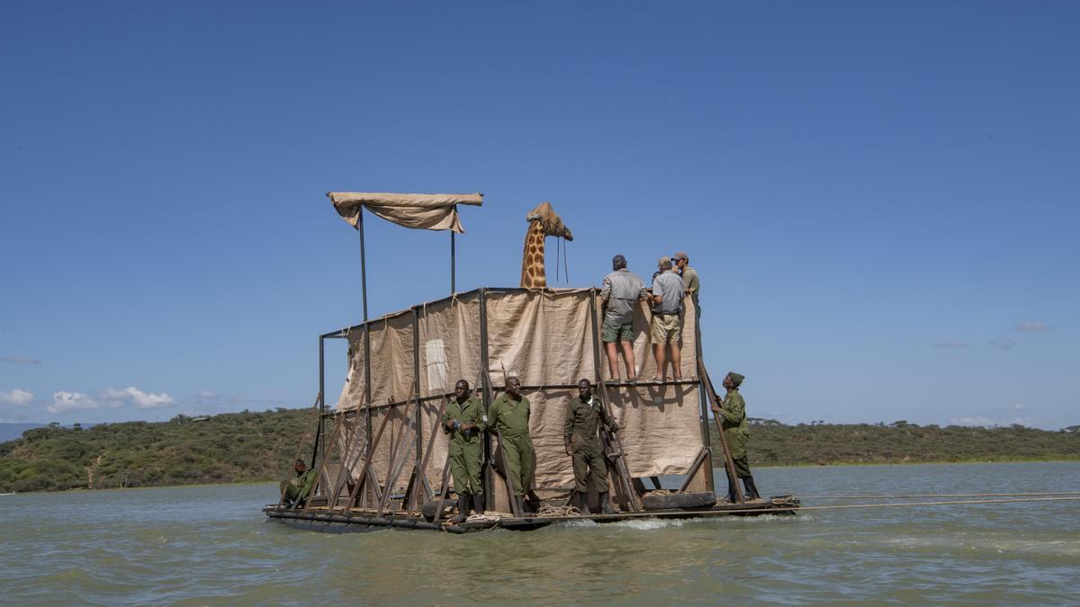 Vídeo del rescate de unas jirafas varadas en una isla de Kenia