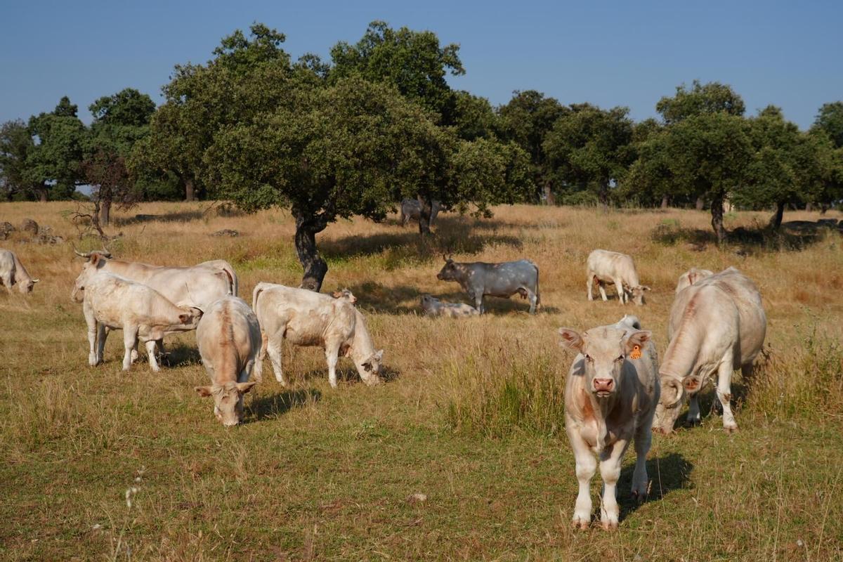 Ganado vacuno charolés en la dehesa de Los Pedroches