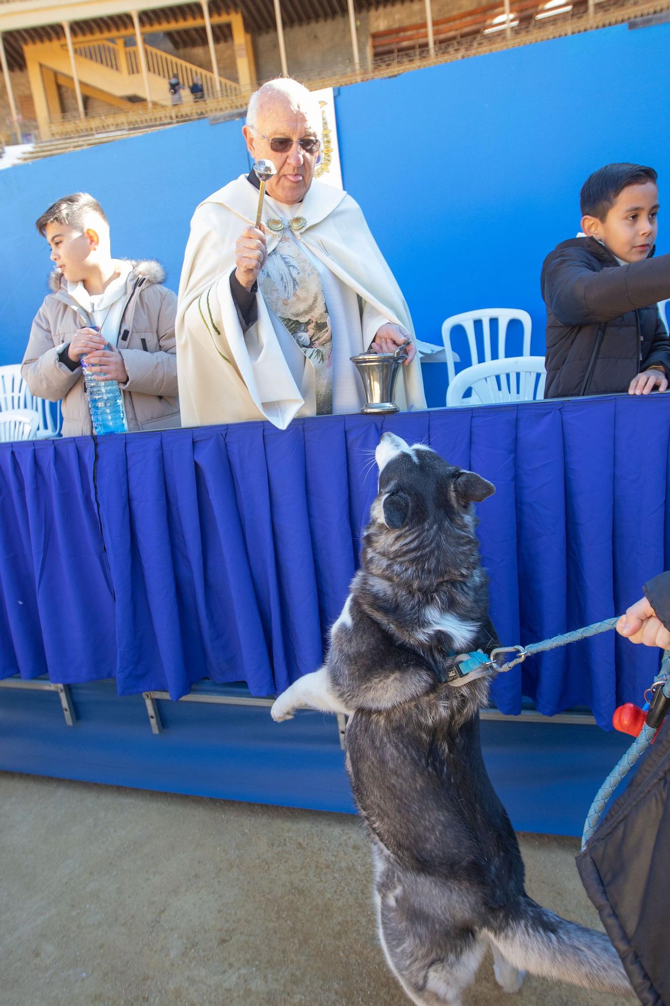 Concurso ecuestre y Bendición de animales por San Antón en Alicante