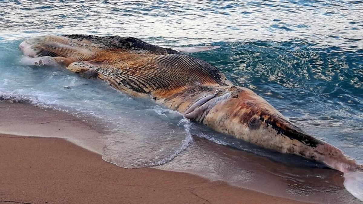 BALLENA MUERTA EN LLORET