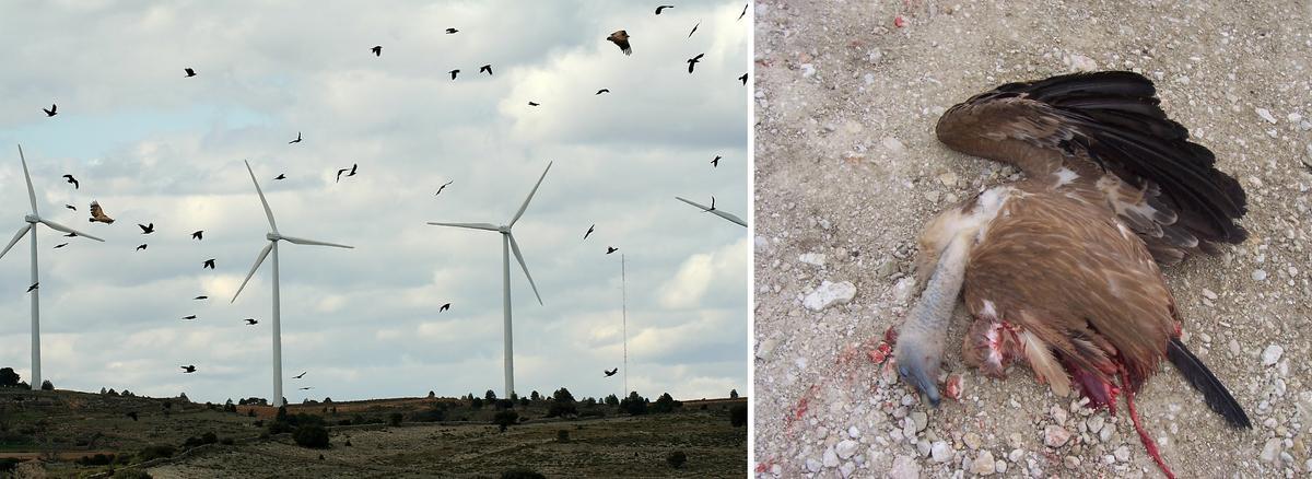 Aves muertas por aerogeneradores en  la comarca de Requena-Utiel