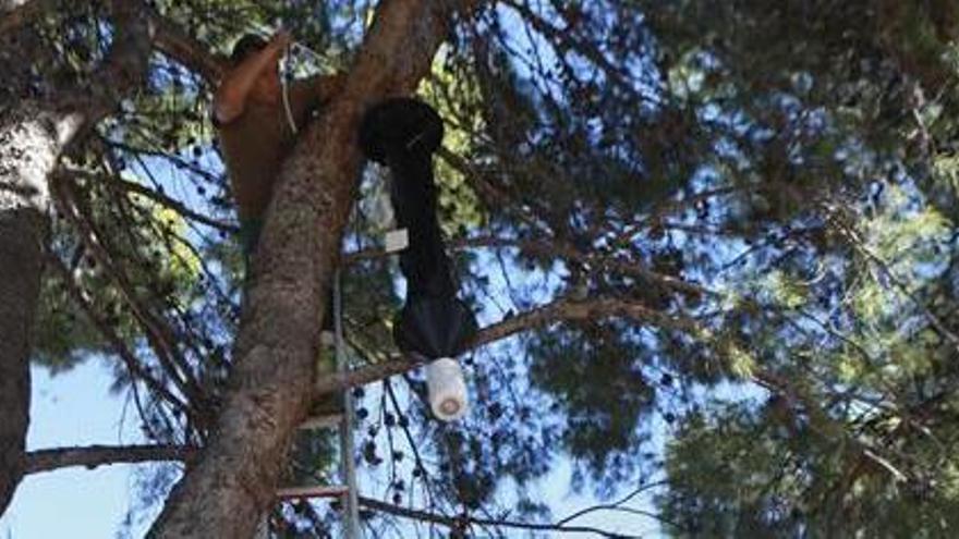 Instalan trampas en la Magdalena para evitar el tomicus