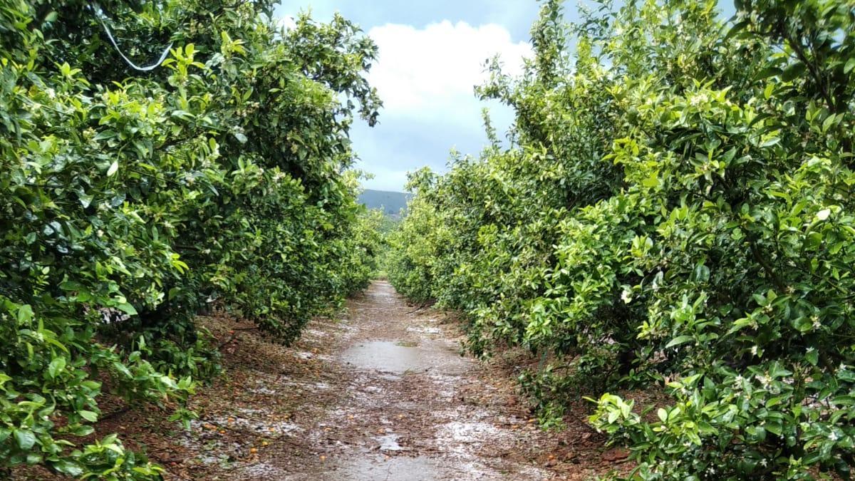 Campos afectados por el granizo en Montesa