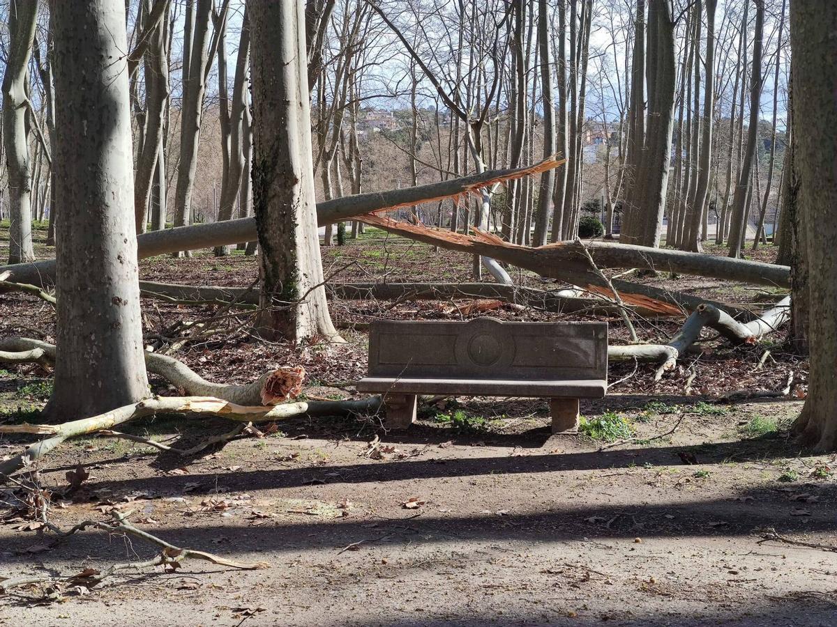 Arbres caiguts a Girona per la ventada Arbres caiguts a Girona per la ventada