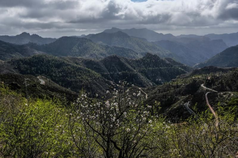 Almendros en flor