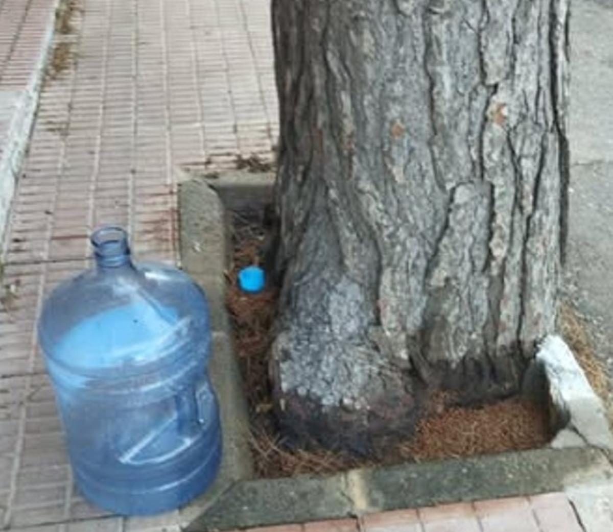 Imagen difundida por el Ayuntamiento en la que se ve la base del pino afectado.