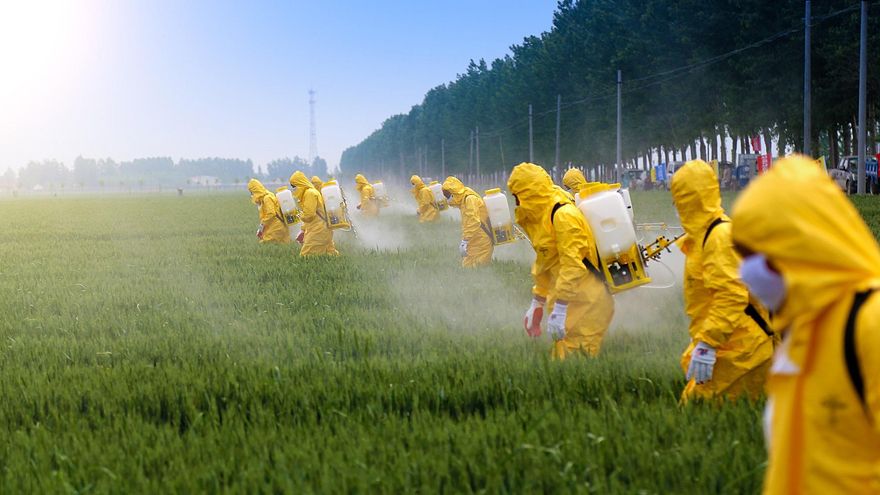 Detectan rastros de un pesticida ilegal en la orina del 60% de niños españoles