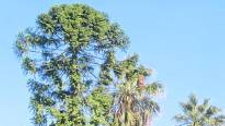 La araucaria de Santa Inés