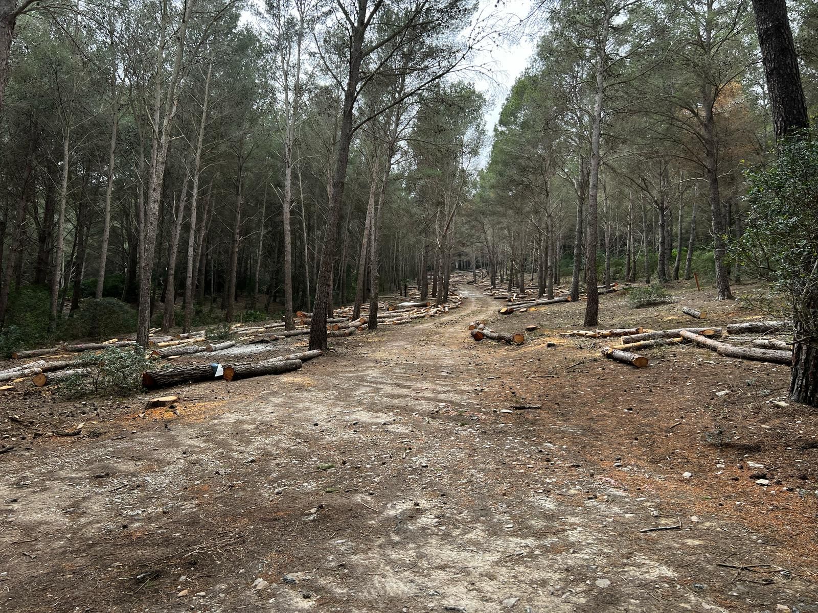 FOTOS | Talan centenares de pinos del bosque de Cala Murta que inspiró a Miquel Costa i Llobera para escribir 'Lo Pi de Formentor'
