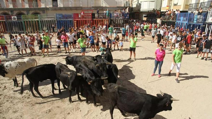 El Verger no autoriza la transhumancia infantil de los "bous al carrer": esgrime que debe proteger a los menores y velar por el bienestar animal de las crías de toros y vacas