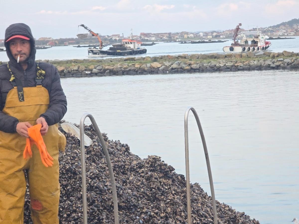Descargas de mejillón en el muelle de Vilanova de Arousa, esta mañana.