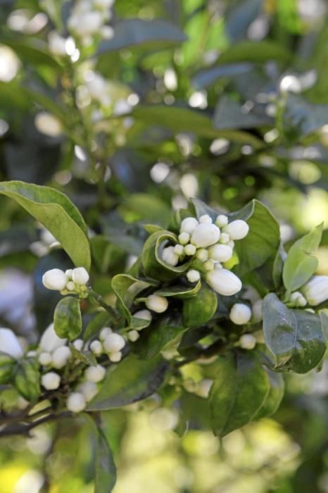 Auf der biologischen Zitrus-Plantage Ecovinyassa in Sóller ziehen die weißen Blüten nicht nur Bienen an.