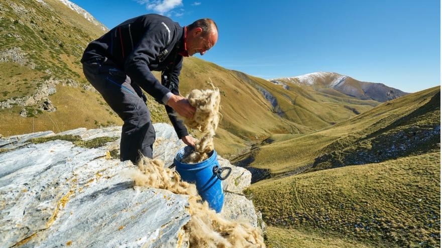 La lana de oveja contribuye a que 30 pollos de quebrantahuesos vuelen en Aragón este 2021