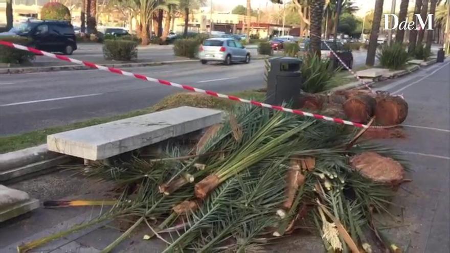 Talan una palmera en el paseo Sagrera