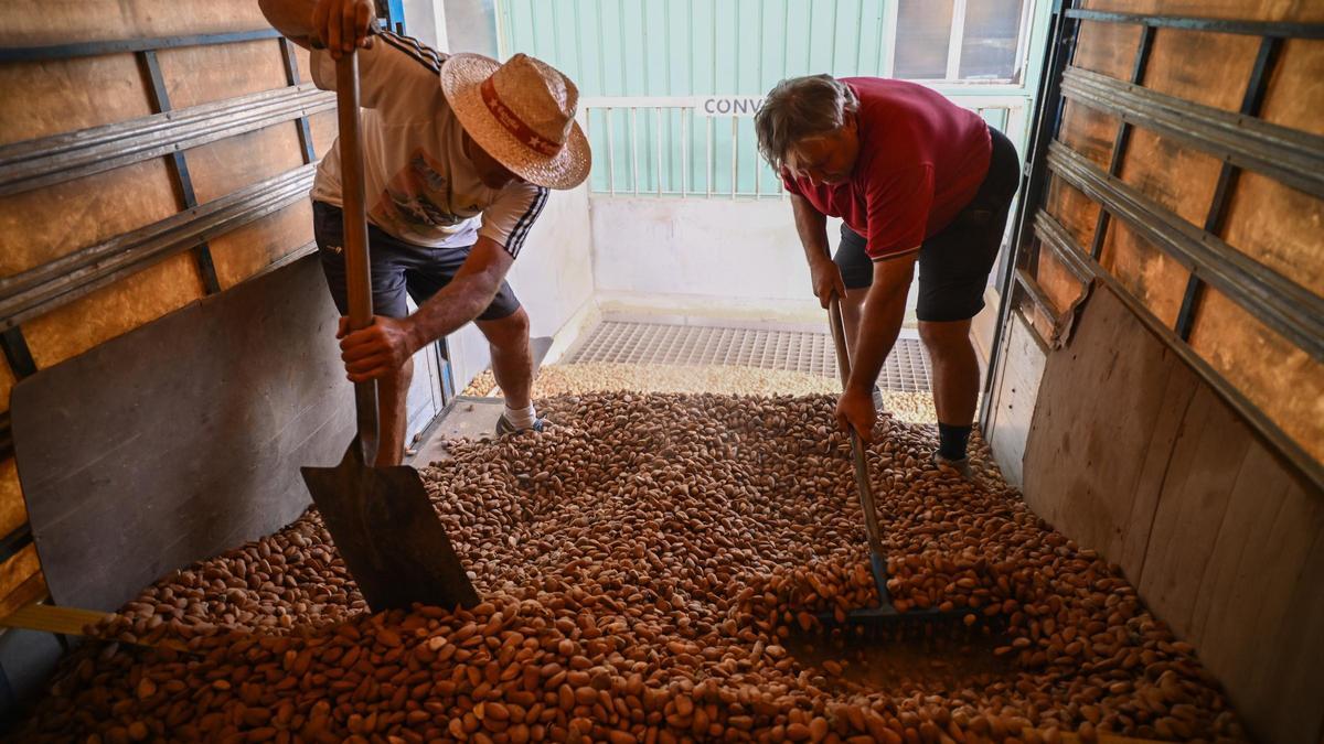 La producción de almendra en Castellón se concentra principalmente en el Maestrat y la Plana Alta