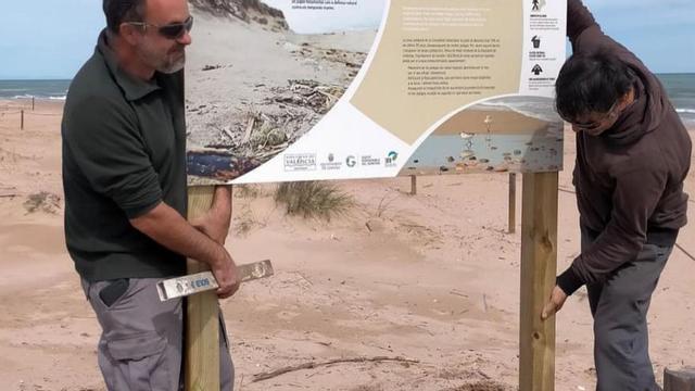 Arriba, dos operarios colocan carteles advirtiendo de la presencia del «corriol camanegre» en la playa de l’Auir de Gadia. A la izquierda, un ejemplar sobre la arena.