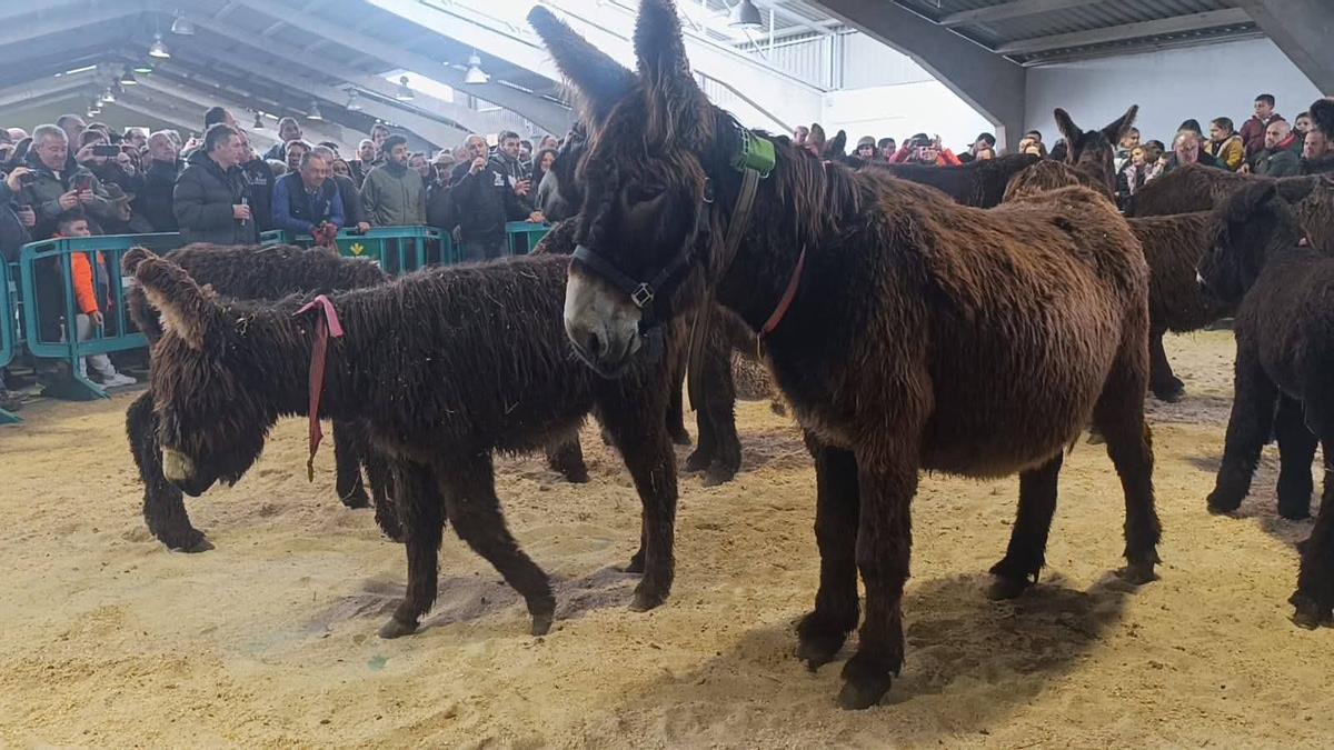Exposición de ejemplares de la raza zamorano-leonesa