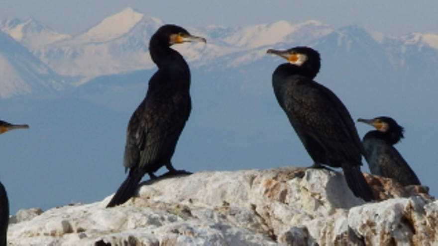 Corbs marins grossos al Parc Natural amb el Canigó nevat al fons.