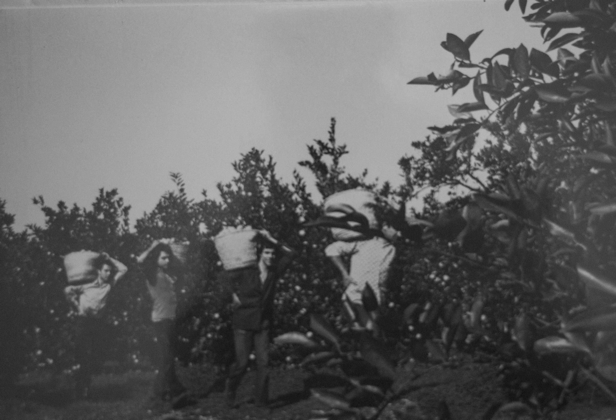 Así se recogía la naranja en la Ribera hace 60 años