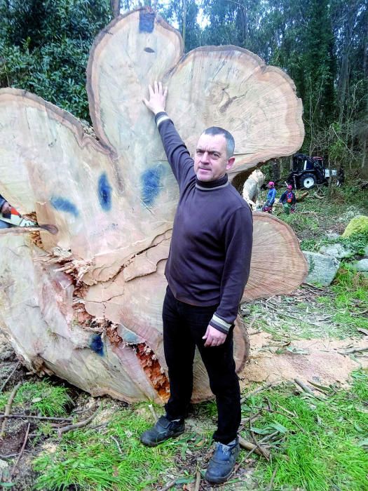 La tala del eucalipto de San Amaro