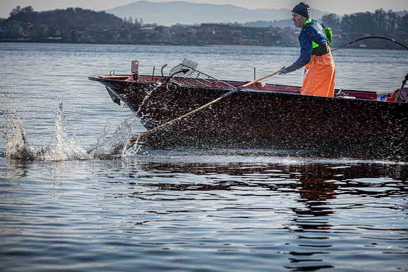 Mariscadores a flote (rañeiros) en el entorno de A Toxa (O Grove).