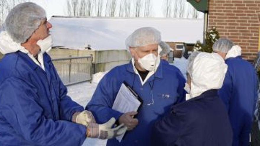 La fiebre Q obliga a sacrificar 40.000 cabras y ovejas en Holanda